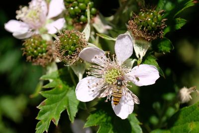 Close up of a hover fly on a blackberry bush