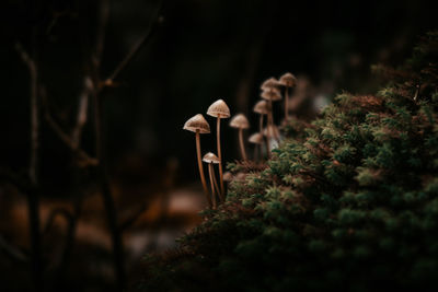 Close-up of mushroom growing 