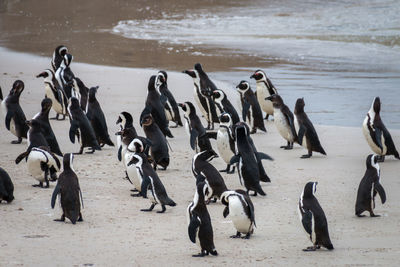 African penguins at sandy boulders beach colony in cape town, south africa