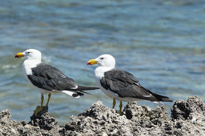 Pacific gull, larus pacificus, photo was taken in the leeuwin-naturaliste national park, australia