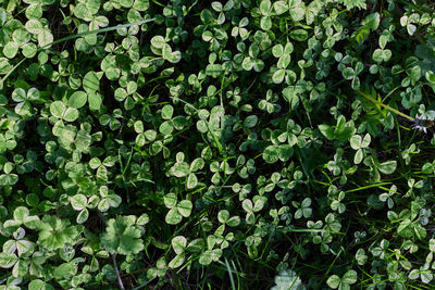 Full frame shot of plants