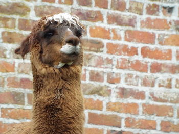 Close-up of llama against brick wall