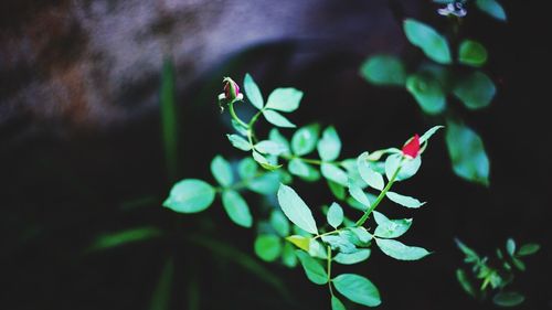 Close-up of plant at night