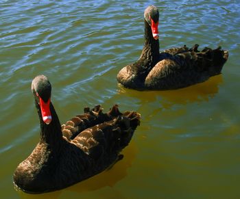 Swan swimming in lake