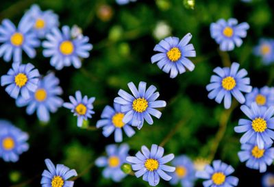 Close-up of white daisy flowers