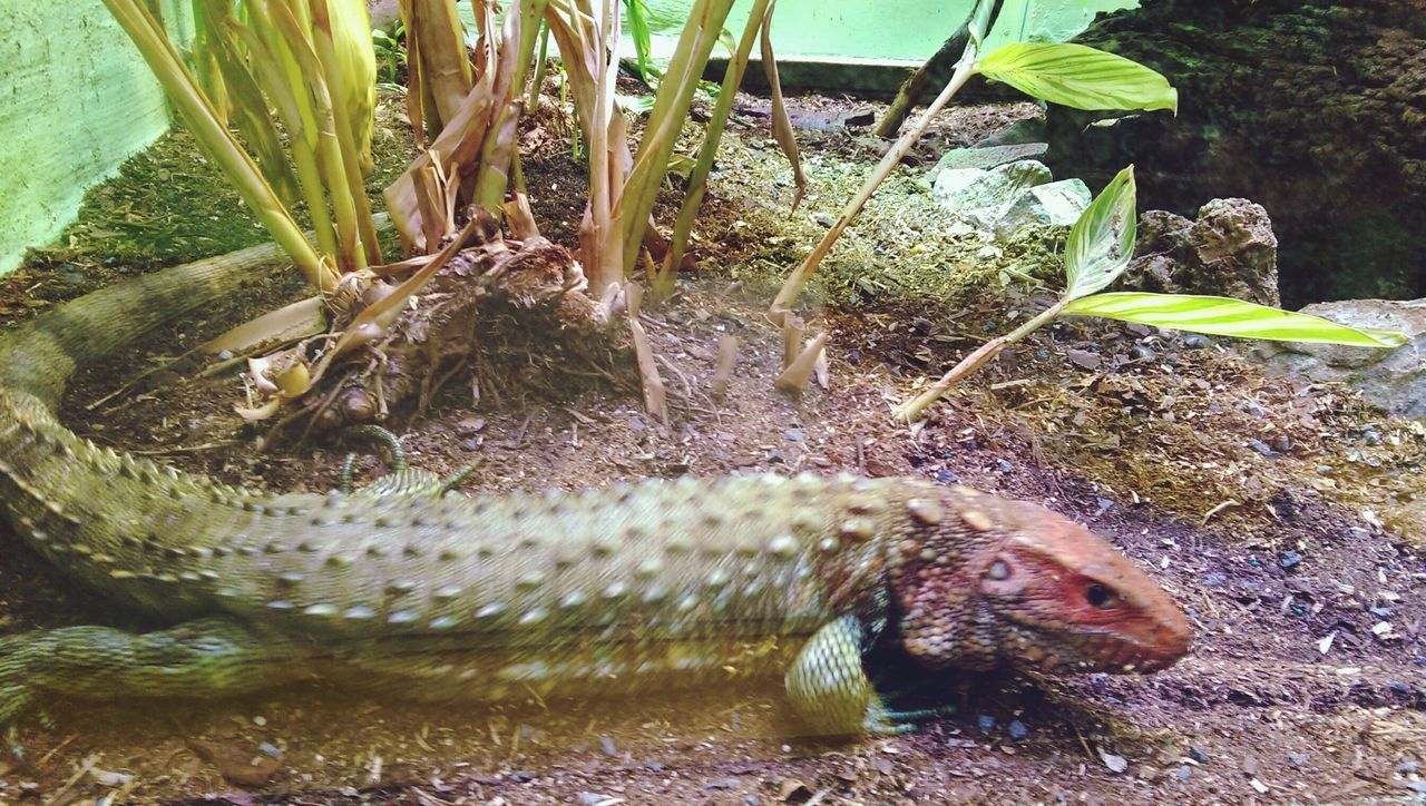 water, animal themes, animals in the wild, rock - object, one animal, nature, plant, wildlife, reptile, turtle, fish, no people, day, outdoors, sunlight, close-up, tranquility, pond, beauty in nature, high angle view