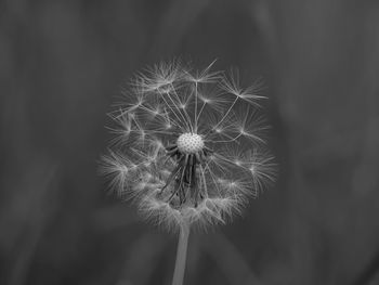 Close-up of dandelion