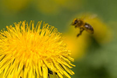 Close-up of bee pollinating on yellow flower