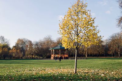 Trees in park against sky during autumn