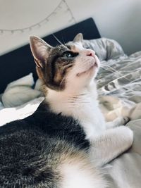 Close-up of a cat looking away