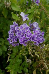 Close-up of fresh purple flowers