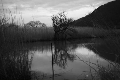 Reflection of trees in lake