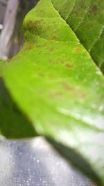 Close-up of leaf