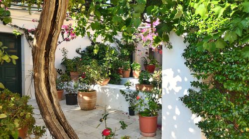 Potted plants against trees