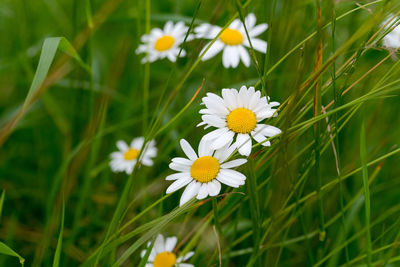 Close-up of white daisy flowers