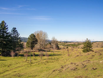 Trees on field against sky