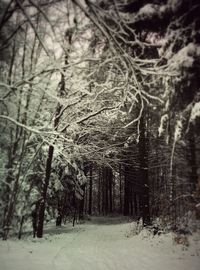 Snow covered trees in forest