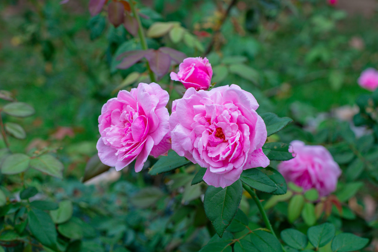 CLOSE-UP OF PINK ROSE FLOWER AGAINST PLANTS