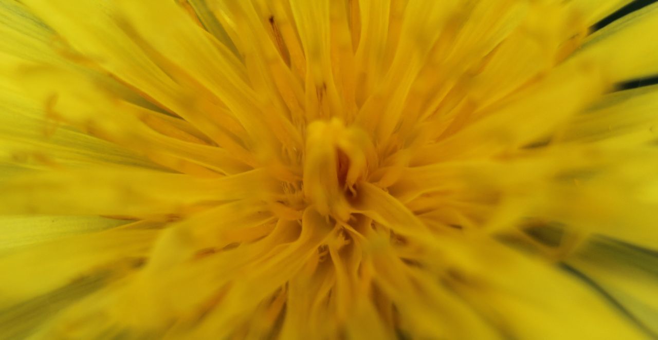 CLOSE-UP OF YELLOW FLOWER POLLEN