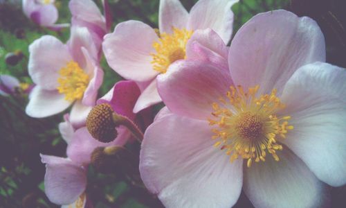 Macro shot of pink flower