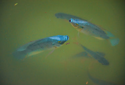 Tilapia fish roaming in a village pond