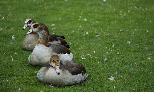 Ducks in a field