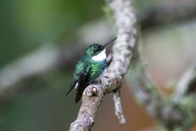 Close-up of bird perching on branch