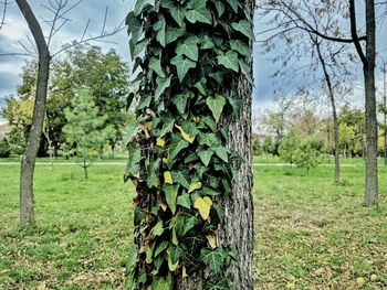 Close-up of tree trunk on field against sky