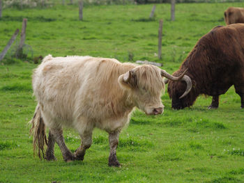 Mighty cows in westphalia