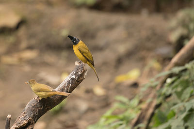 Close-up of bird perching on yellow leaf