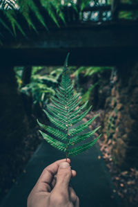 Cropped image of hand holding fern leaves