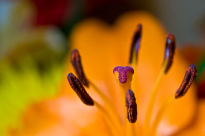 Close-up of yellow flowering plant