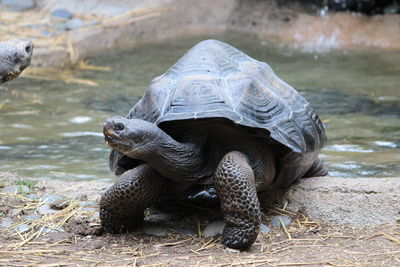 Close-up of wet tortoise on field by pond at zoo