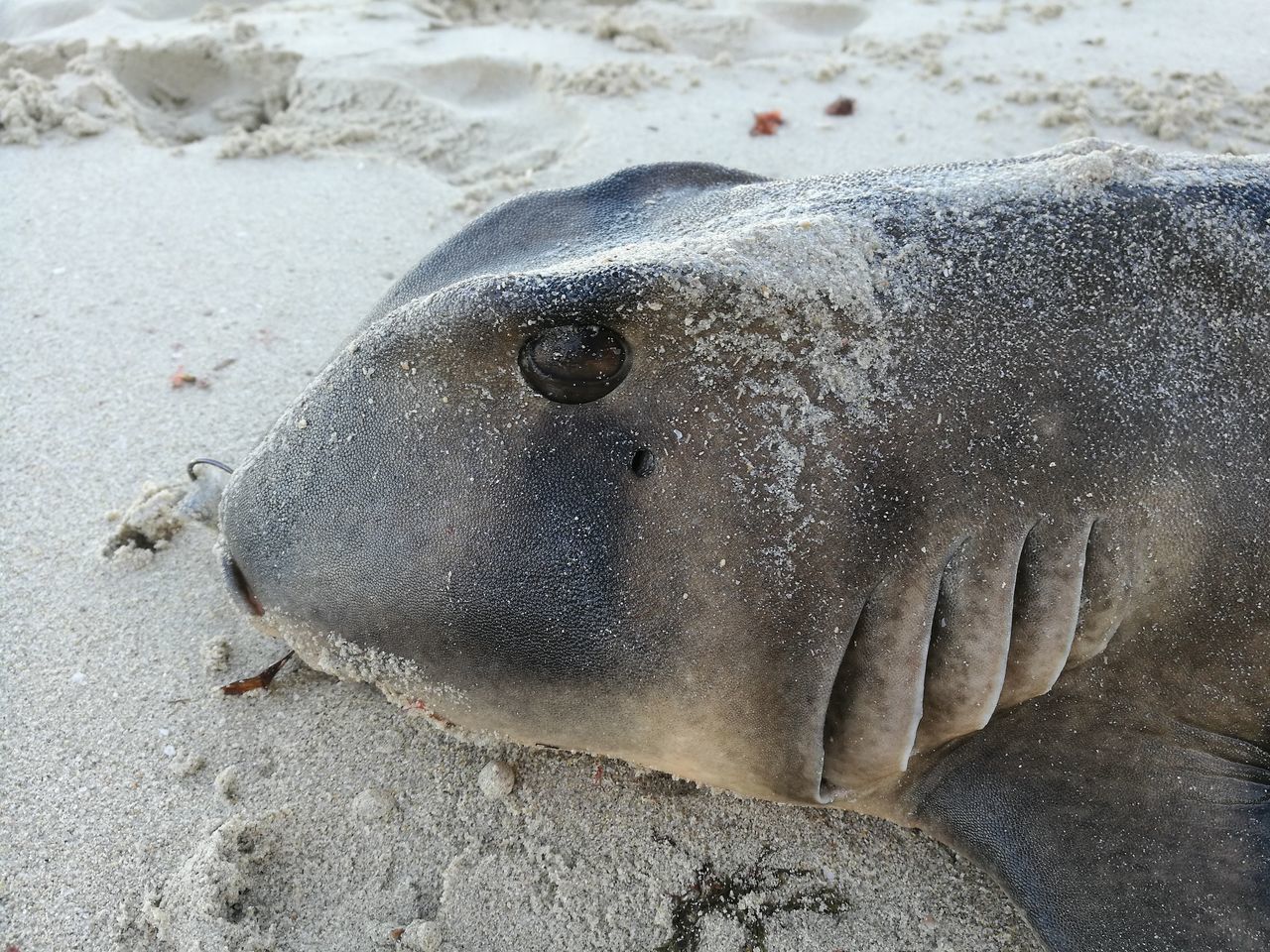 Port jackson shark