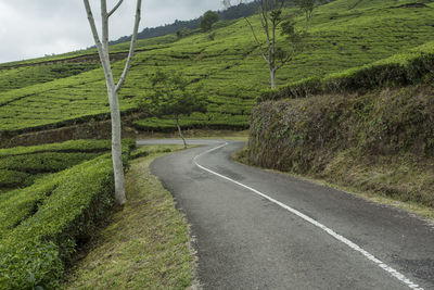 Road amidst green landscape
