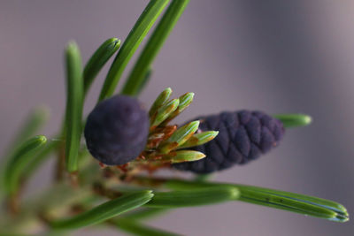Close-up of flower buds growing on plant