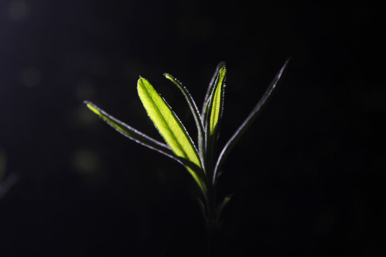 CLOSE-UP OF PLANT IN BLACK BACKGROUND