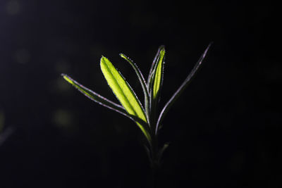 Close-up of plant against black background