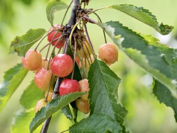 Close-up of cherries growing on tree