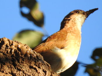 Low angle view of bird perching against sky