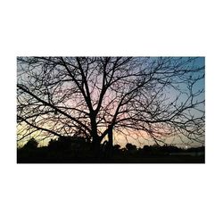 Bare trees against sky