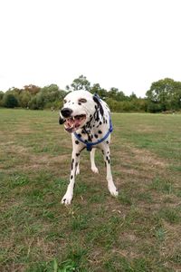 Dog running on field