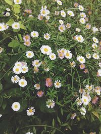 Close-up of white daisy flowers