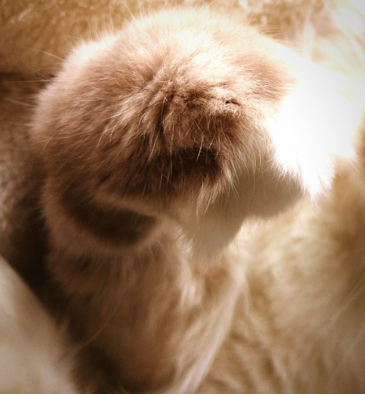 animal themes, one animal, mammal, domestic animals, pets, indoors, close-up, sleeping, animal body part, animal head, dog, animal hair, relaxation, no people, eyes closed, domestic cat, selective focus, part of, whisker, cat