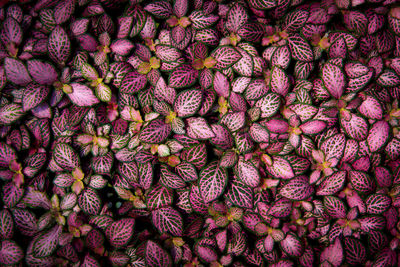 Full frame shot of purple fruits for sale in market