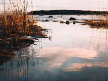 Close-up of plants by lake against sky