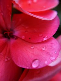 Close-up of raindrops on pink flower