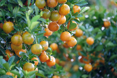 Fruits growing on tree