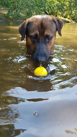 Portrait of dog with ball in mouth