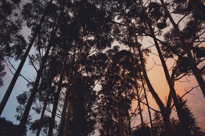 Low angle view of trees against sky